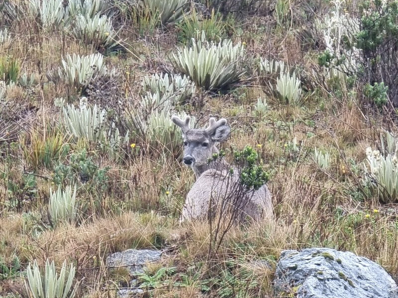 Tour Nevado del Cocuy 3 días 2 noches