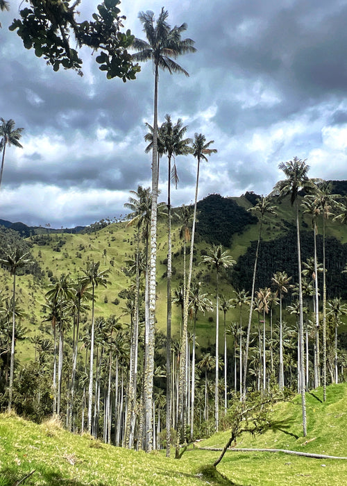 Tour Carbonera-Bosque de Palmas