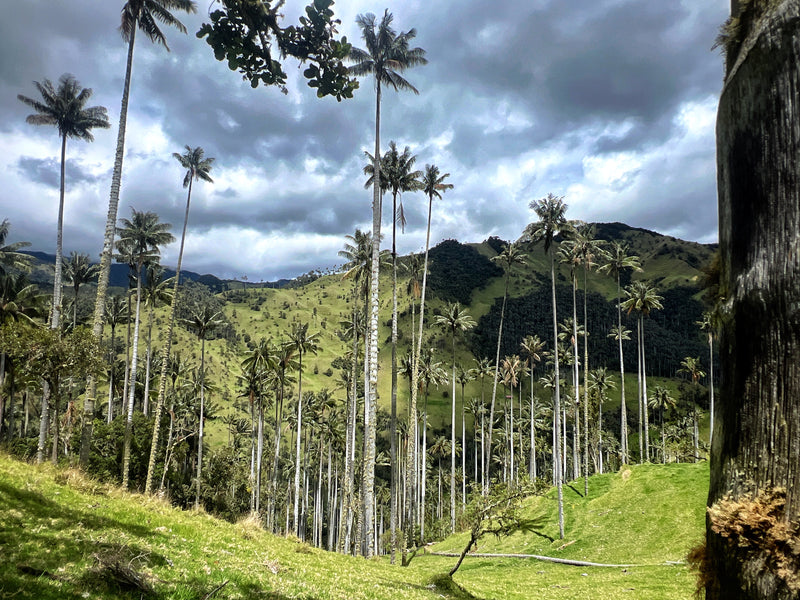 Tour al Volcán Machín