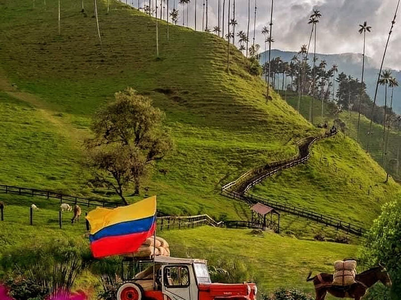 Salento, Valle del Cocora y Filandia (Pasadía)