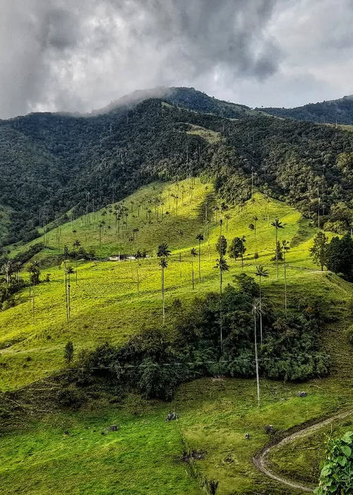 Salento, Valle del Cocora y Filandia (Pasadía)