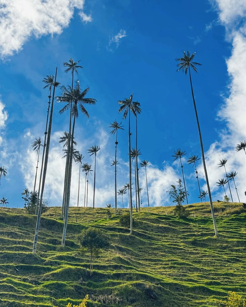 Salento, Valle del Cocora y Filandia (Pasadía)