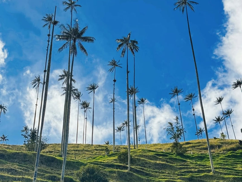 Salento, Valle del Cocora y Filandia (Pasadía)