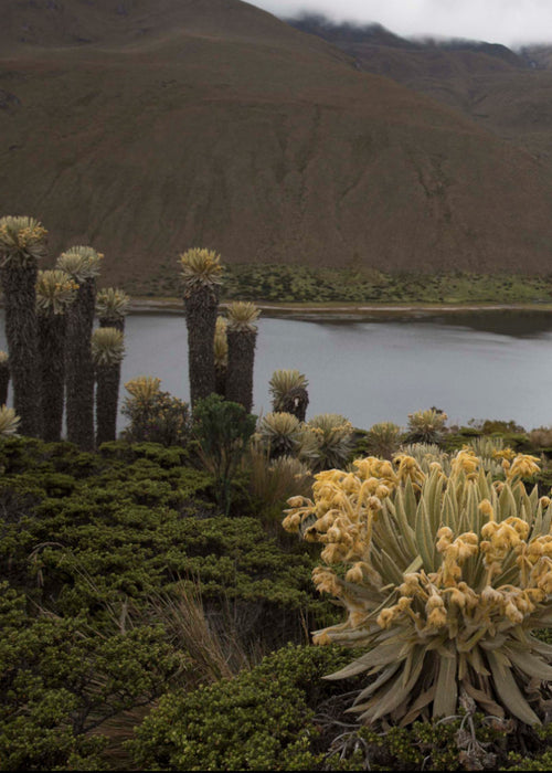 Tour Laguna del Otún Pasadía (Valor para grupo mínimo 4 personas)