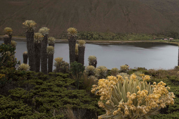 Tour Laguna del Otún Pasadía (Valor para grupo mínimo 4 personas)